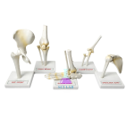 Human Joints Model lab (Set of 5)